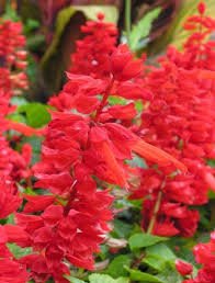 Salvia Cover Girl 1k Benary - Image 3