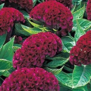 Celosia Cristata Too Hot to Handle