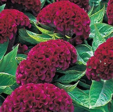 Celosia Cristata Too Hot to Handle
