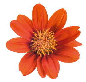Tithonia Fiesta Del Sol 1K Benary