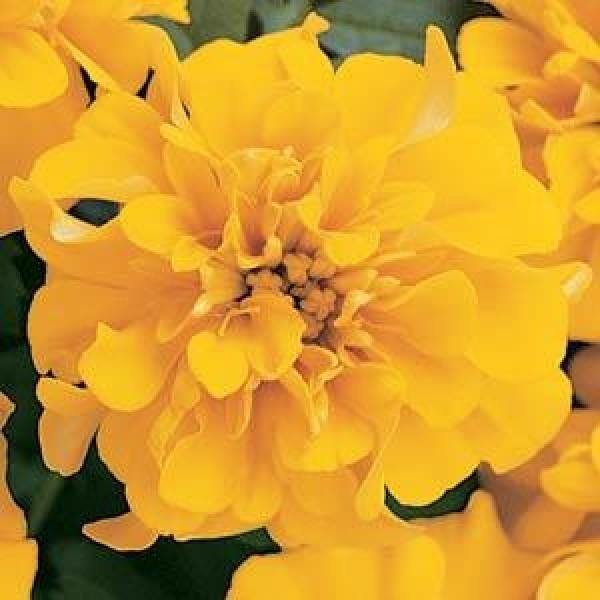 French Marigold 'Bonanza' Series - Image 5