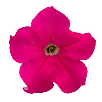 Petunia GF F1 Success 360 series - Image 4