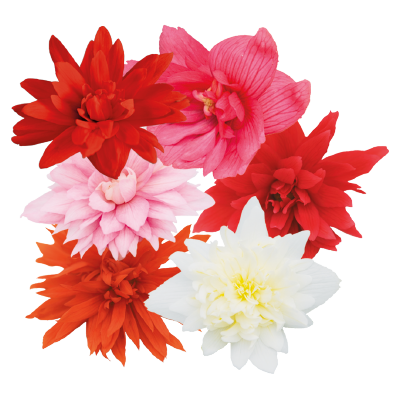 Begonia x Hybrida Funky Mix 250 Benary