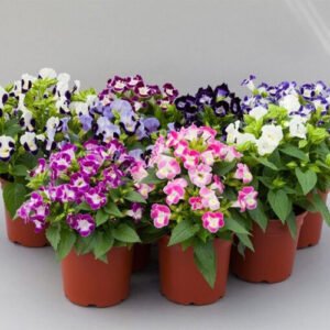 Torenia Kauai Mix 1k PanAm