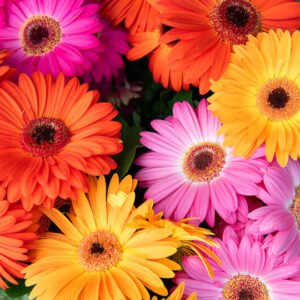 Gerbera Jamesonii Joybera F1 Mix 1H Schoneveld