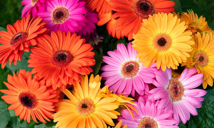 Gerbera Jamesonii Joybera F1 Mix 1H Schoneveld