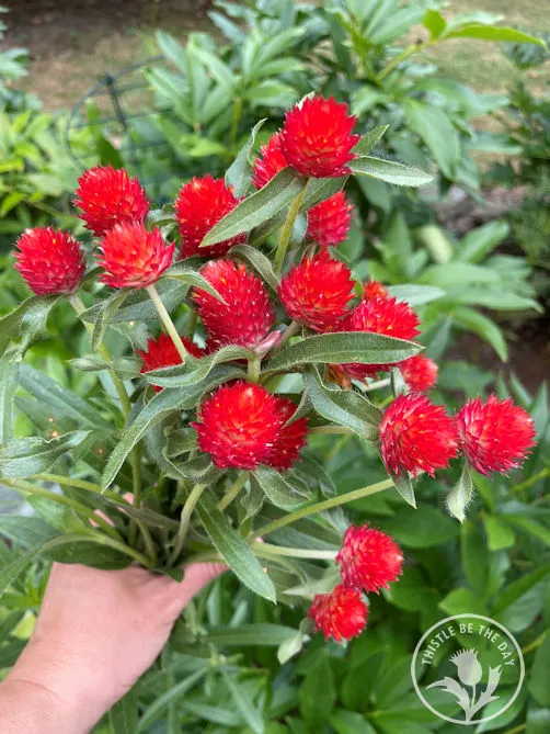 Gomphrena Haageana Strawberry 1k Tobias