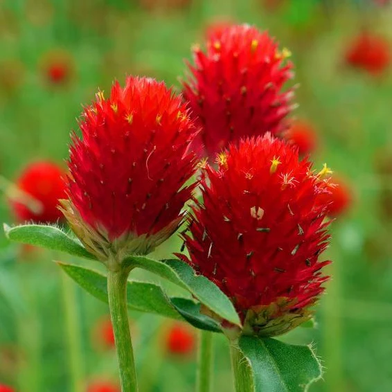 Gomphrena Haageana Strawberry 1k Tobias - Image 2
