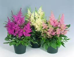 Astilbe Arendsii Astary Mix 5H Benary