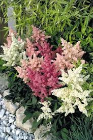 Astilbe Arendsii Astary Mix 5H Benary - Image 2