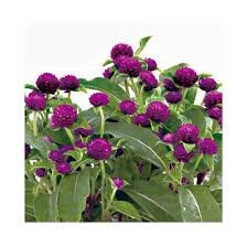 Gomphrena Gnome Purple 1k Sakata - Image 3