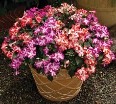 Impatiens Accent Star Mix 1k Syngenta