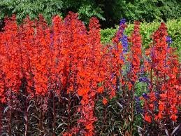 Lobelia Fulgens Queen Victoria 1k Benary