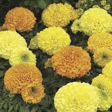 Marigold F1 Antigua Series - Image 4