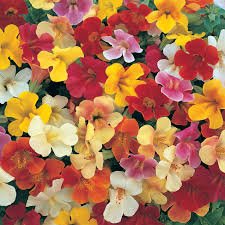 Mimulus F1 Magic Formulae Mix 1k Syngenta