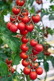 Solanum F1 Partyball 1H Floranova