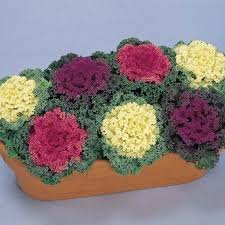 Flowering Kale Nagoya Mix 1k Sakata - Image 2