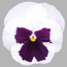 Pansy F1 Majestic Giants Series - Image 6