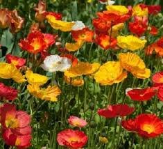 Papaver Nudicaule Pulchinella Mix 1k Syngenta