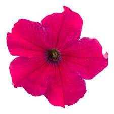 Petunia GF F1 Success 360 series - Image 5