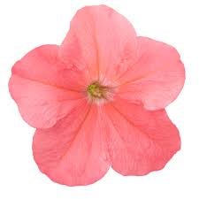 Petunia GF F1 Success 360 series - Image 6