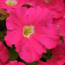 Petunia GF F1 Dreams Series - Image 7