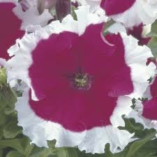 Petunia GF F1 Frost Mix 1k Syngent - Image 3