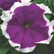 Petunia GF F1 Frost Mix 1k Syngent - Image 5