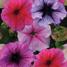 Petunia GF F1 Daddy Mix 1k PanAm