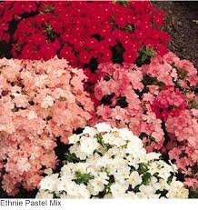 Phlox Ethnie Mix 1k PanAm - Image 3