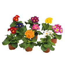 Primula Elatior Piano Mix 1k Benary - Image 2