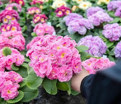 Primula Paradiso F1 Double Mix 1k Schoneveld