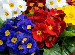 Primula Polyanthus F1 Perola Mix 1k Schoneveld