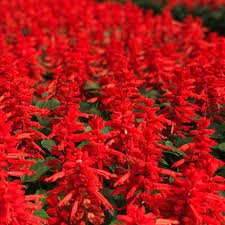 Salvia Flamex (2000) 1k Syngenta