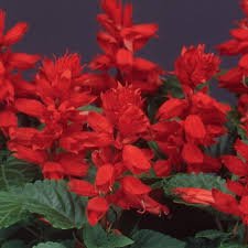 Salvia Flamex (2000) 1k Syngenta - Image 4