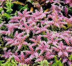 Sedum Seastar 1k Syngenta