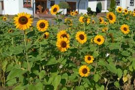 Sunflower Vesuvio F1 Tangy 1k Tobias - Image 3