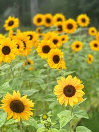 Sunflower Vesuvio F1 Tangy 1k Tobias - Image 4