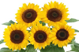 Sunflower Sunshine Orange with Black Center 1k K.Y - Image 2