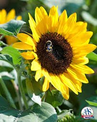 Sunflower Sunshine Yellow with Black Center 1k K.Y