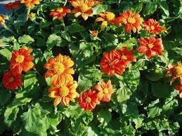 Tithonia Fiesta Del Sol 1K Benary - Image 2