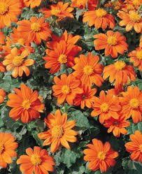 Tithonia Fiesta Del Sol 1K Benary - Image 3