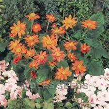 Tithonia Fiesta Del Sol 1K Benary - Image 4