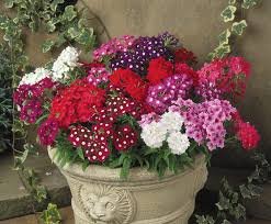 Verbena F1 Quartx Xp Mix 1k PanAm