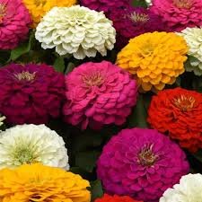 Zinnia Zesty Mix 1H PanAm