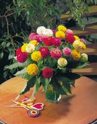 Zinnia Elegans Oklahoma Mix 1k Benary