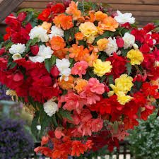 Begonia Tuberhybrida Illumination Mix 1k Benary