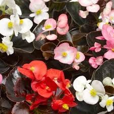 Begonia semperflorens Bada Bing Mix 1k Syngenta - Image 3