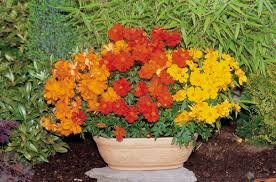 Cosmos Sulphureus 'Cosmic Mix' 1k Benary