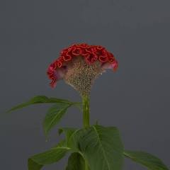 Celosia Cristata Neo Series